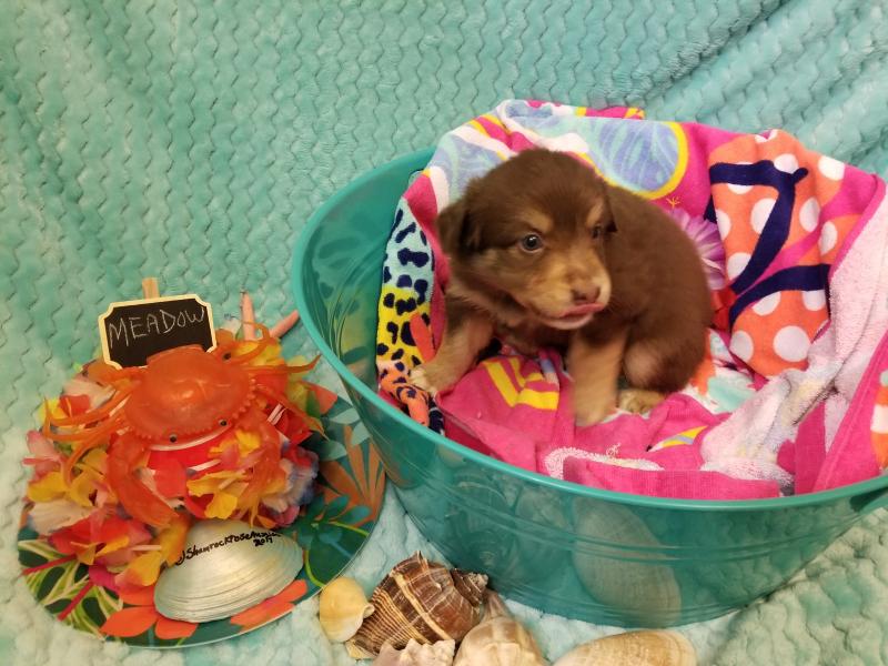 【星空综合】震后三个月“猪坚强”长到300斤左右(图3) 星空综合